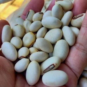 Kacang Koro Pedang